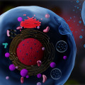 The Potential of Exosomes in Cancer Treatment