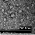 The Dual Nature of Exosomes: Harmful or Beneficial?