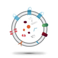 What is the mechanism of exosomes?