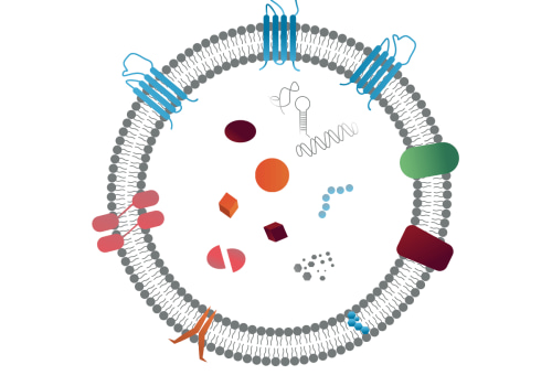 What is the mechanism of exosomes?